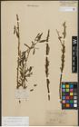 Foto von Salix purpurea L. x Salix viminalis L.